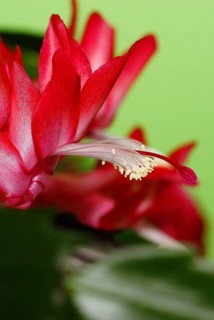 Christmas cactus (Schlumbergera truncata), flowers, in studio, North Rhine-Westphalia, Germany