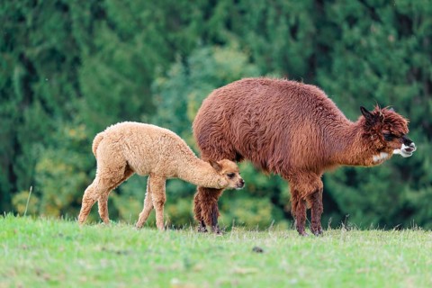 A female adult brown Alpaca (Vicugna pacos) suckles its young one on a green meadow on hilly
