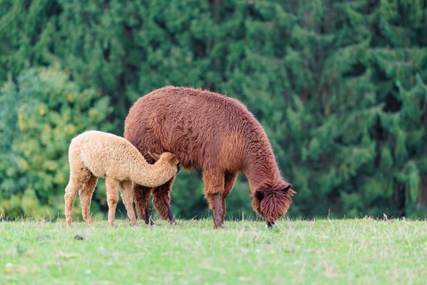 A female adult brown Alpaca (Vicugna pacos) suckles its young one on a green meadow on hilly