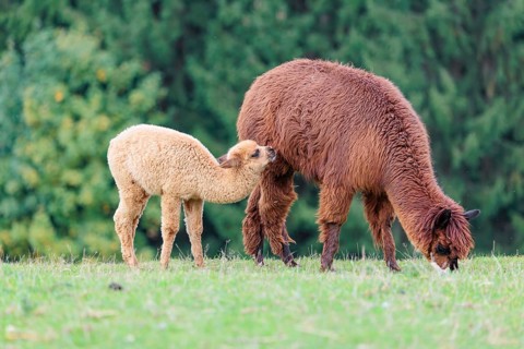 A young white alpaca (Vicugna pacos) stands next to its brown mother on a green meadow on hilly