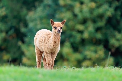 A young white alpaca (Vicugna pacos) stands on a green meadow on hilly terrain. Captive, Slovakia