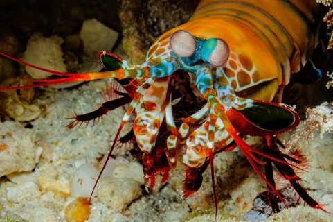 Underwater photo close-up of clown mantis crab (Odonthylactus scyllarus) looking directly at