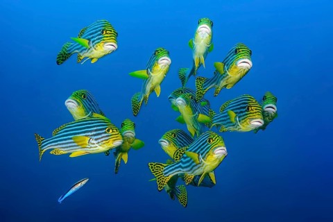 Close-up of group of small flocks 13 specimens of Oriental sweet lip (Plectorhinchus vittatus)