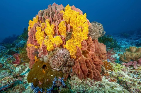Colony collection of colorful sponges (Porifera), Pacific Ocean, Halmahera, Moluccas, Indonesia
