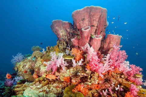 Colourful colorful coral block made of stony corals (Scleractinia) hard corals with coloured soft