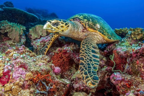 Hawksbill turtle (Eretmochelys imbricata) lies in colorful coral reef based on coral block, Red