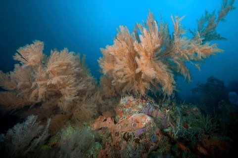 Horn coral (Antillogorgia acerosa) (Pseudopterogorgia acerosa) Gorgony grows on coral block,