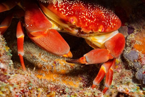 Coral stone crab (Carpillus corallinus) round crab, Caribbean, windward islands, islands above the