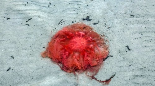 Fire jellyfish on the beach, Scharbeutz, 27.11.2025. Fire jellyfish can cause painful skin