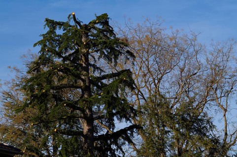 Tree, fir, heavily trimmed, cut back, Stuttgart, Baden-WÃ¼rttemberg, Germany