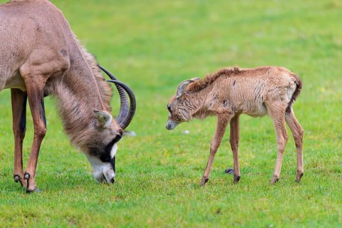 A female roan antelope (Hippotragus equinus) grazes next to her calf in a green meadow. South