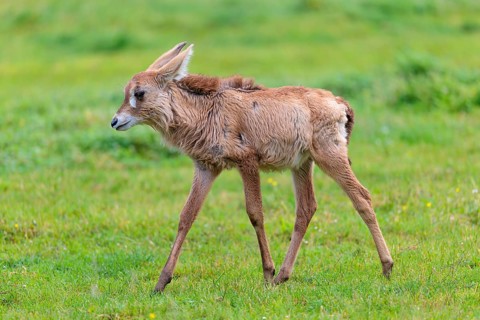 A young roan antelope (Hippotragus equinus) runs across a green meadow. South Africa