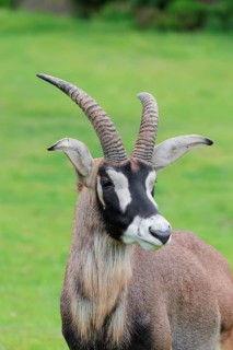A roan antelope (Hippotragus equinus) stands in a green meadow. South Africa