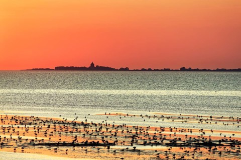 Orange sunset over the North Sea, Neuwerk island on the horizon, flock of birds, silhouette,
