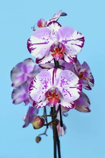Close up of two colored purple and white flower of 'Phalaenopsis Magic Art' orchid on blue