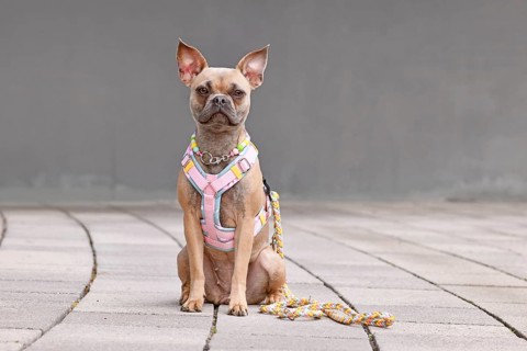 Cute French Bulldog wearing a y-shaped dog harness, leash and necklace in front of gray wall