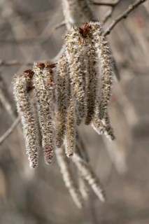 Male kittens, aspen, black poplar (Populus tremula), Rhineland-Palatinate, Germany