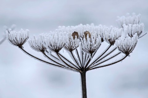 Dried inflorescence of a plant with ice crystals, MÃ¼nsterland, North Rhine-Westphalia, Germany