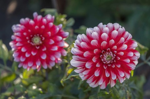 Dahlia (Dahlia), North Rhine-Westphalia, Germany