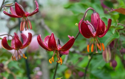 Turkenbund Lily (Lilium martagon), MÃ¼nsterland, North Rhine-Westphalia, Germany