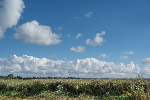 Reed, thatch (Phragmites australis) in the lagoon landscape, cloudy sky, Ahrenshoop, DarÃŸ,
