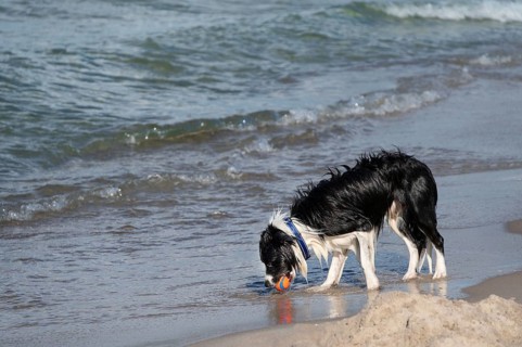 Dog, border collie fetches a ball from the Baltic Sea, Ahrtenshoop, DarÃŸ, Mecklenburg-Western