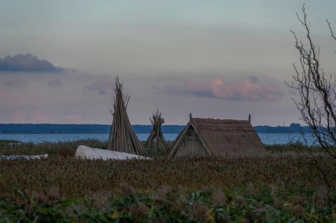 Fishing hut in reeds (Phragmites australis) on the banks of the lagoon, Ahrenshoop, DarÃŸ,
