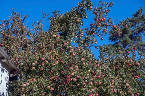 Apple tree (Malus) with ripe fruits, DarÃŸ, Mecklenburg-Western Pomerania, Germany