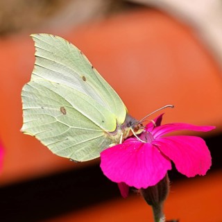Lemon moth (Gonepteryx rhamny) on crown light clove or vexier clove (Lychnis coronaria), in a