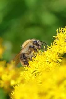 Field bumblebee (Bombus pascuorum) collecting nectar on the flower of a Canadian goldenrod