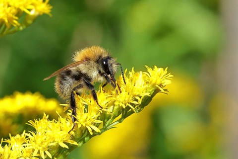 Field bumblebee (Bombus pascuorum) collecting nectar on the flower of a Canadian goldenrod