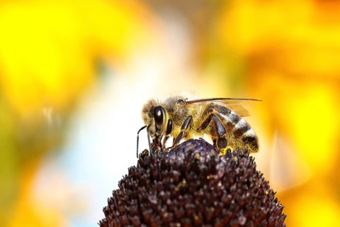 European honey bee (Apis mellifera), collects nectar from a flower of yellow coneflower (Echinacea