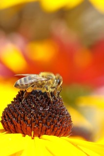 European honey bee (Apis mellifera), collects nectar from a flower of yellow coneflower (Echinacea
