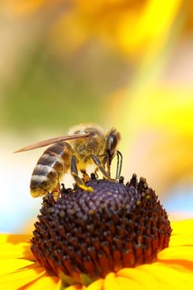 European honey bee (Apis mellifera), collects nectar from a flower of yellow coneflower (Echinacea