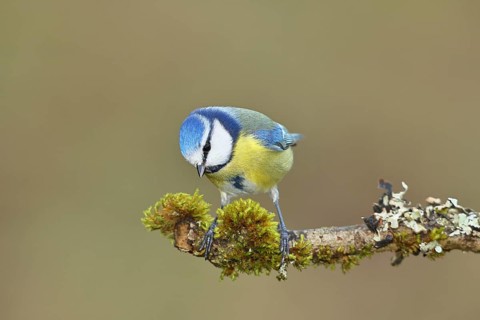 Blue tit (Parus caeruleus) sitting on a branch covered with lichens and moss, Wilnsdorf, North