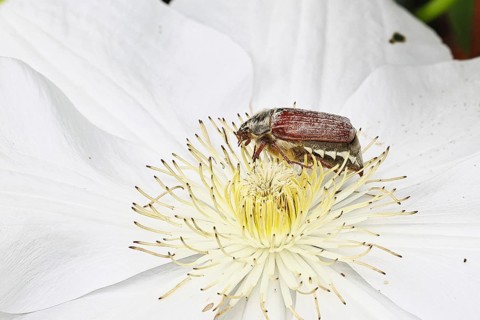 May beetle, field may beetle (Melolontha melolontha), female on the flower of clematis (Clematis),