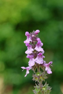Forest goat (Stachys sylvatica), flower, inflorescence on a forest path, formerly the plant was