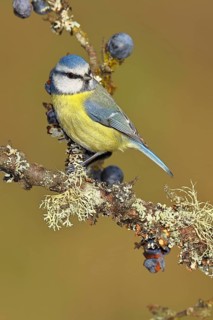 Blue tit (Parus caeruleus), sitting on a branch in a blackthorn bush, (Prunus spinosa), sloes, with