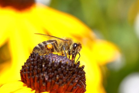 European honey bee (Apis mellifera), collects nectar from a flower of yellow coneflower (Echinacea
