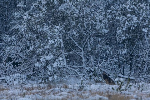 A thick winter coat protects the 8-month-old wolf puppy (Canis lupus) from snow and cold, snowfall,
