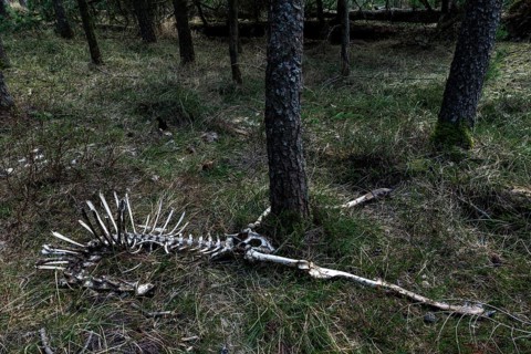 The remains of the red deer (Cervus elaphus) captured by wolves (Canis lupus), prey, skeleton,