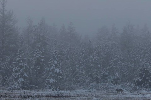 The cold evening fog gives the scene something mystical and a wolf puppy (Canis lupus) wanders