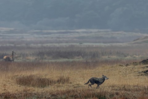 The wolf (Canis lupus) decides on a hunting attempt, but it ends unsuccessfully, hunting, Denmark