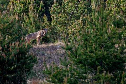 A male wolf (Canis lupus) stands in the light of the evening sun, framed by pine trees on a hill,