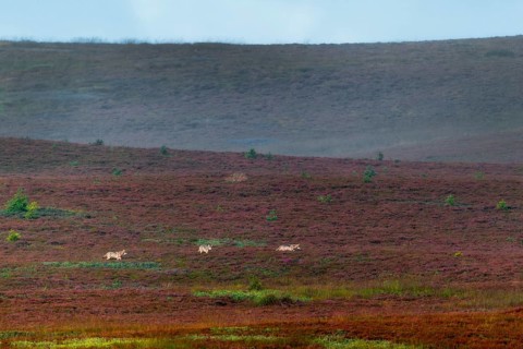 The photo shows typical behavior of wolf puppies (Canis lupus), the animal in the middle is visibly