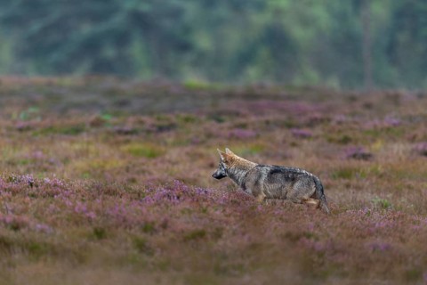A four-month-old wolf puppy (Canis lupus) hunting for mice between blooming broom heath, heath,