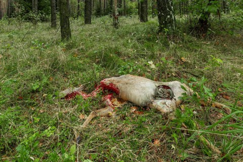 A female deer (Capreolus capreolus) torn by a wolf (Canis lupus), which was captured on the day of