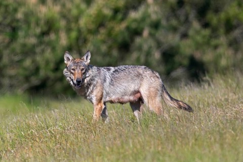 Interested is the wolf fÃ¤he (Canis lupus) at the edge of the forest, mammals, boy rearing, Denmark