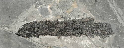 Coelacanth (Gyroptychius sp.), rock, remains of fossil fish with visible scales, excavation,