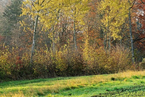 Autumn-colored birch trees (Betula pendula), Beinwil-Freiamt, Canton, Aargau, Switzerland